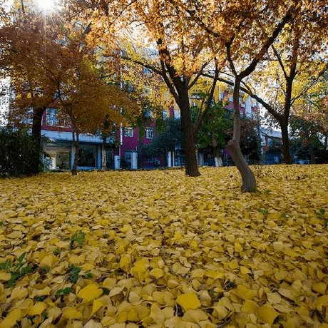 秋日校园,最美的风景在这里!西澳的学子们,来浙里吧. .