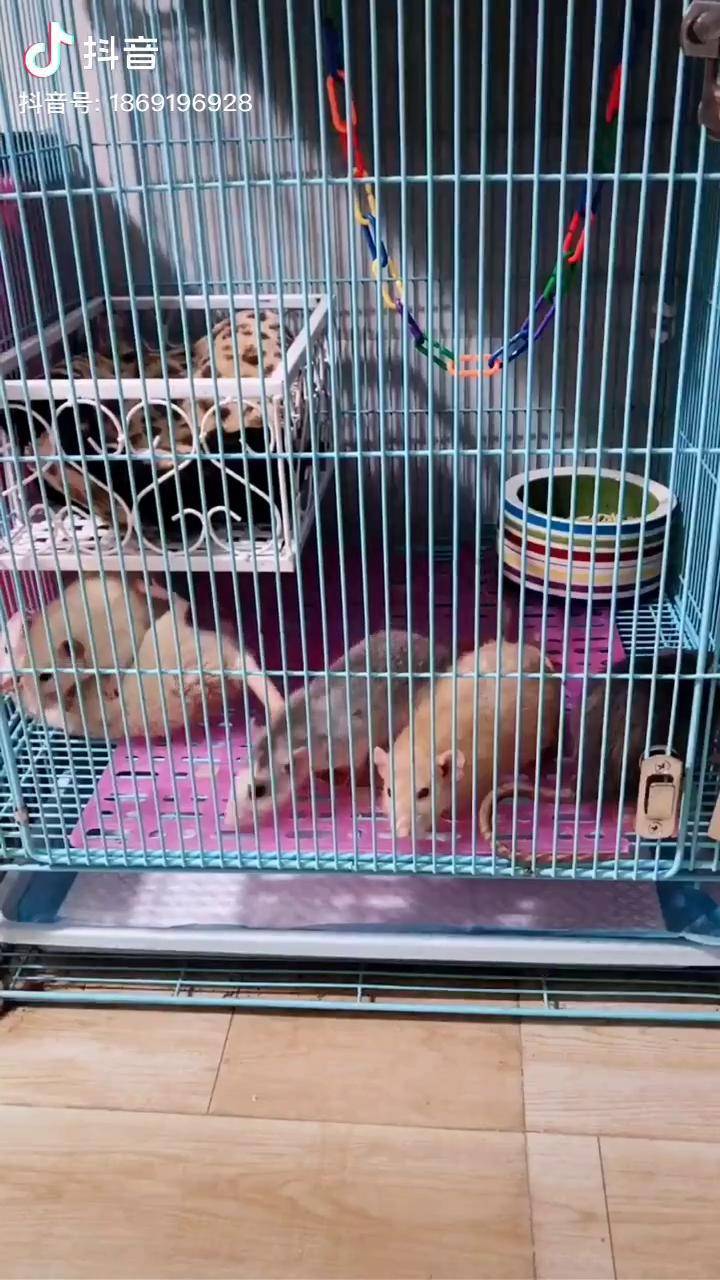喜欢花枝鼠就买了几个不同颜色回来养着花枝鼠