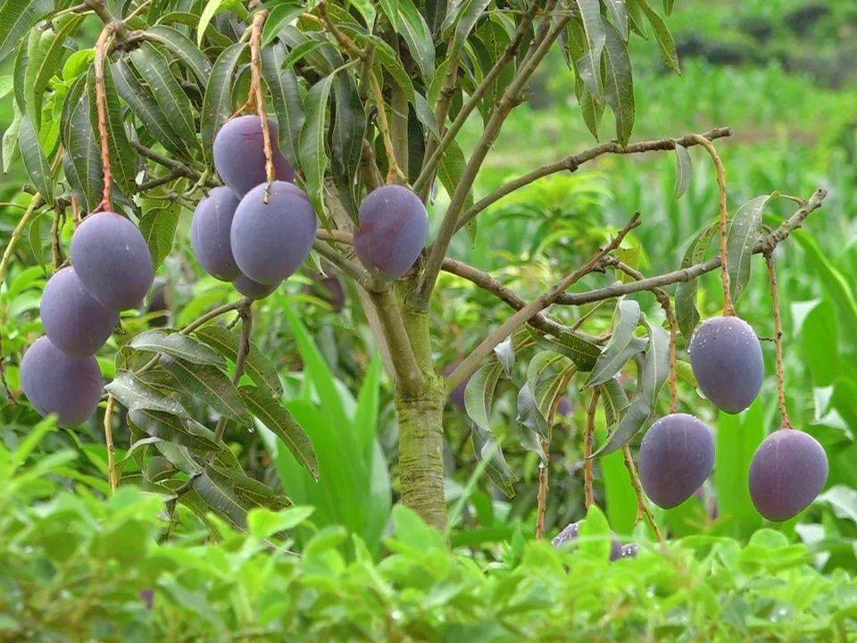 吃的晚熟芒果"小编觉得非墨江县联珠镇坝洛村的晚熟紫芒果莫属end来源