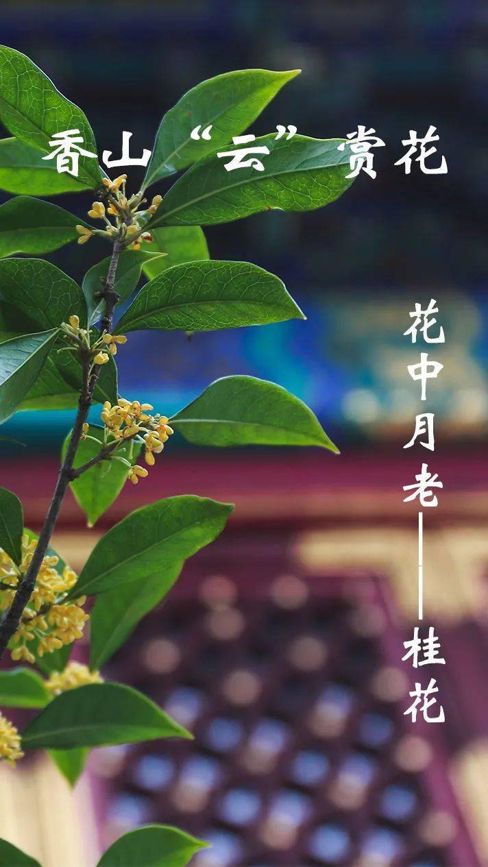 香山云赏花赏桂闻香迎中秋