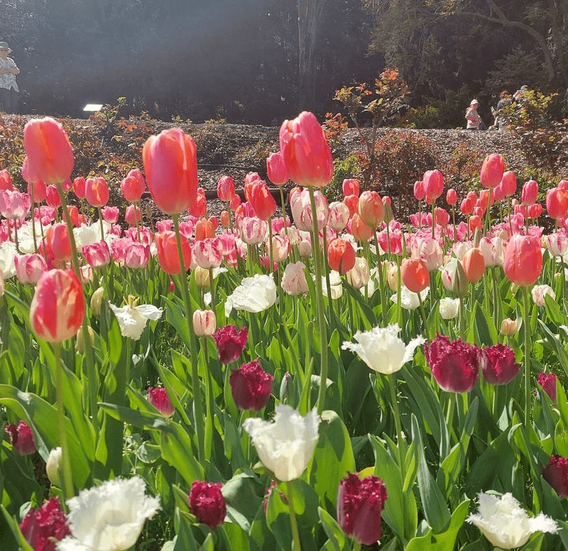 簇簇拥在枝头, 只一眼, 郁金香花海 将整个公园装点得 (图片来源:is