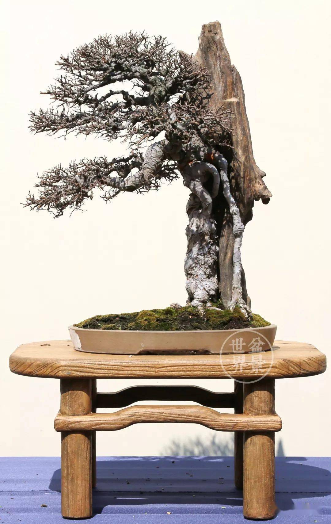 高清美图来袭第五届中国风盆景展佳作赏