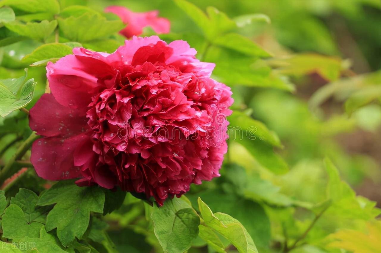 牡丹花一般开多长时间 b07a1fe0bde44b24875fbf9921ca0671.jpeg