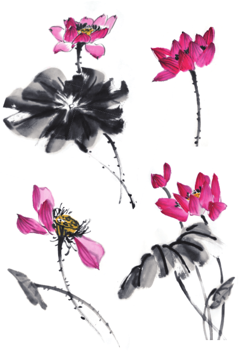 荷花的生长过程视频 fc0b506b4d7e470cb7b13df41e1c6373.png