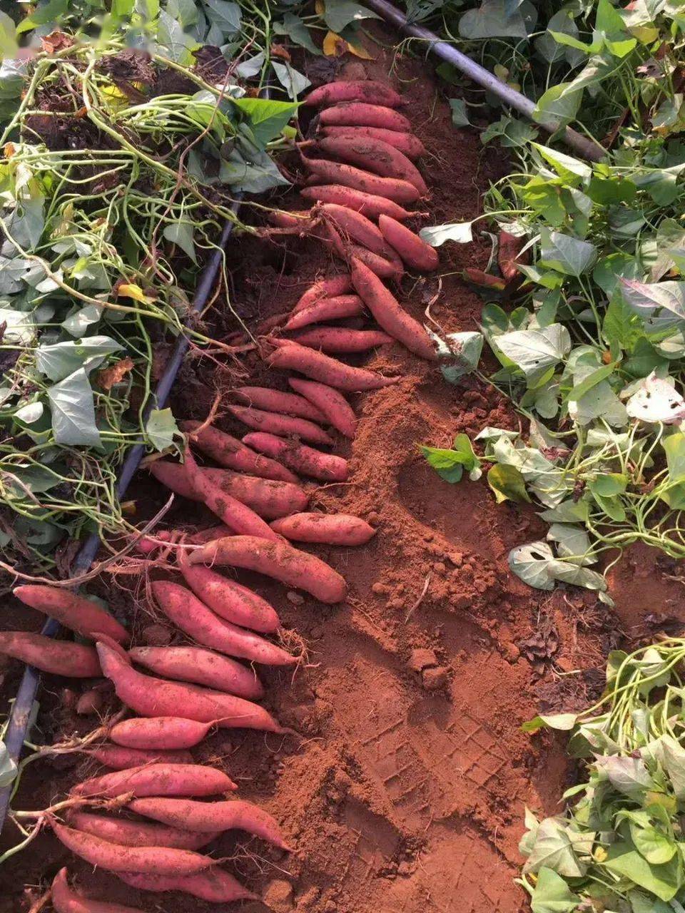 这款农家紫薯,在无污染的山区种植,现挖现发,无色素!无添加!