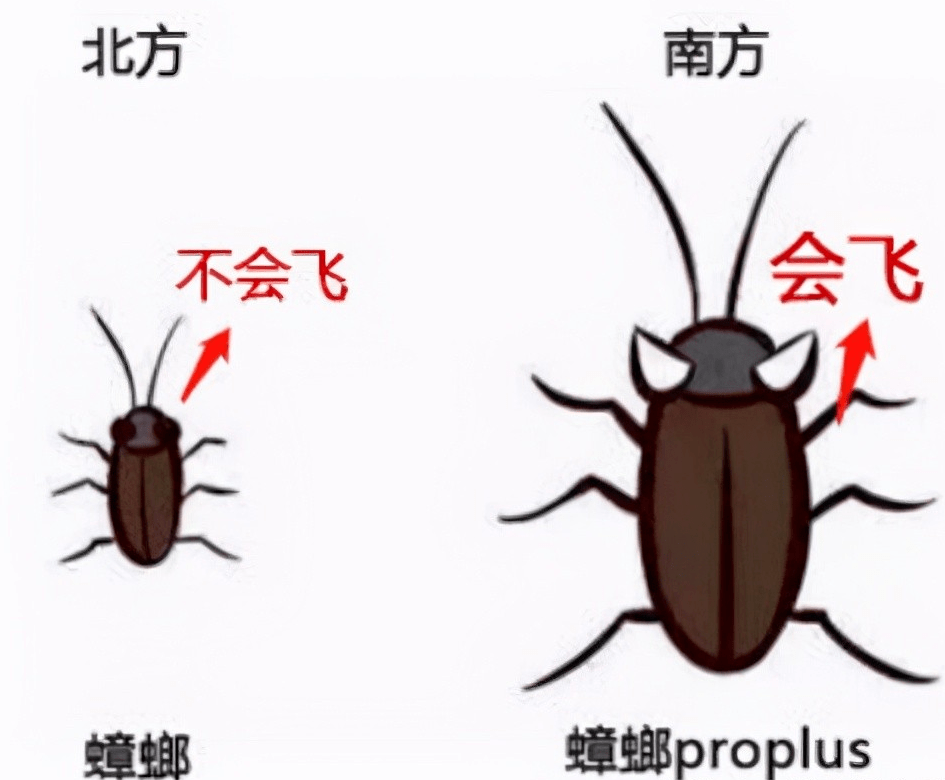 白云机场被官方吐槽为广东最大蟑螂盘点那些可可爱爱的机场们