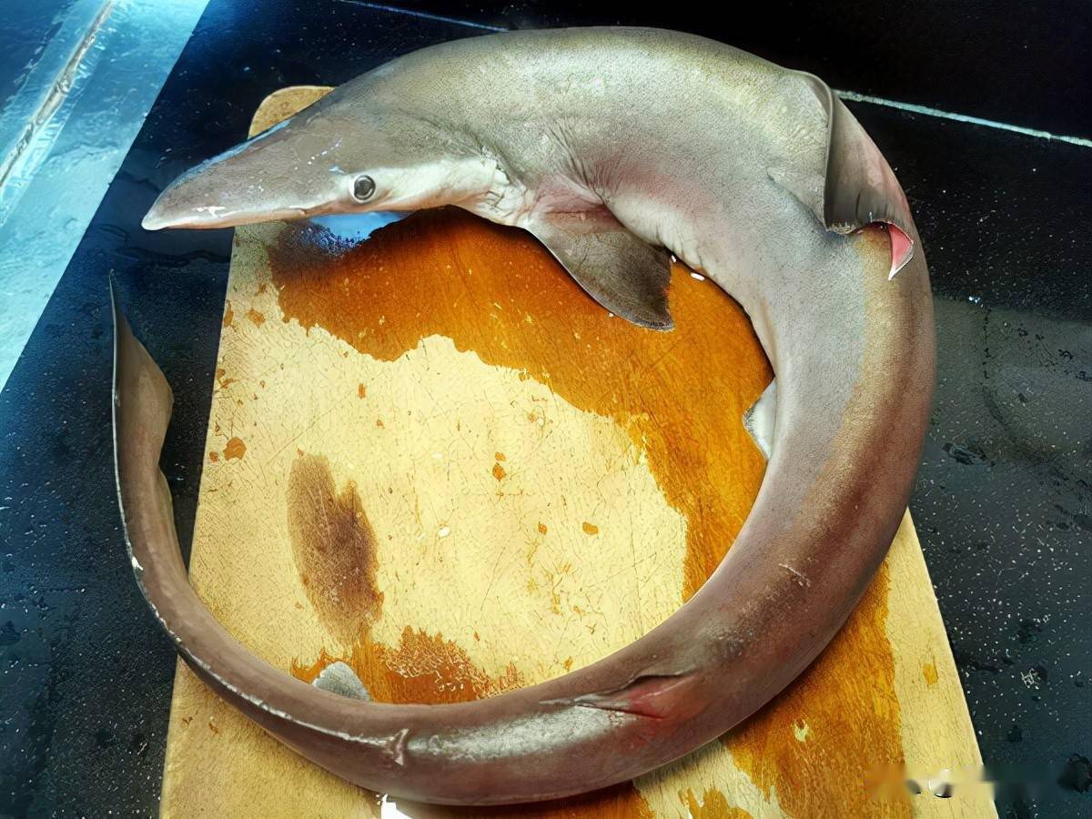 鲨鱼不只在电影看到它与紫苏一起入菜味道杠杠滴