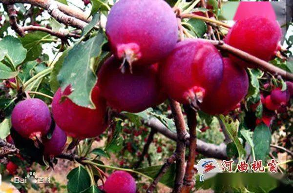 河曲特产河曲海红果的传说