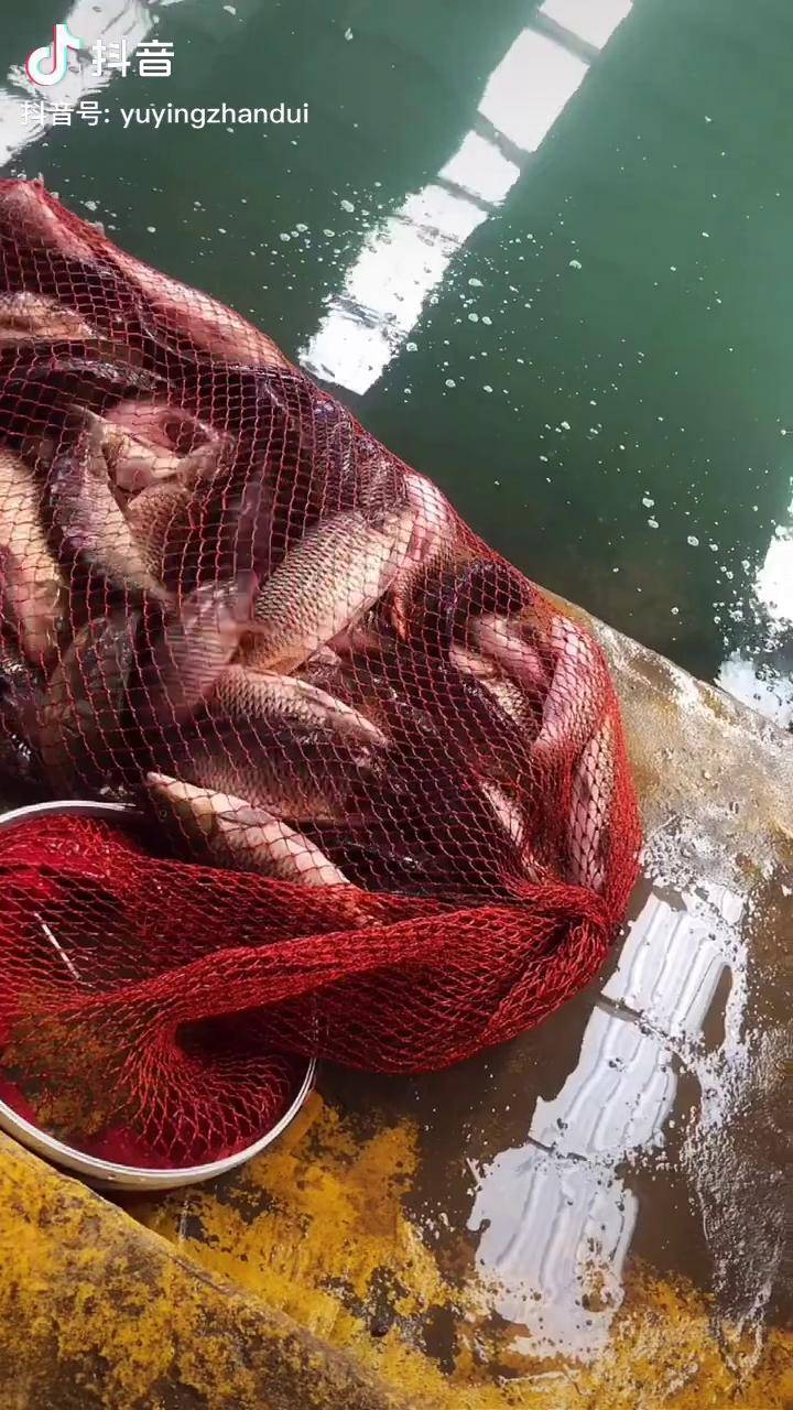 鲤鱼爆护3个人抬不动