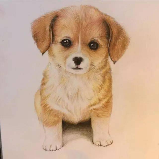 可爱小狗的彩铅画法