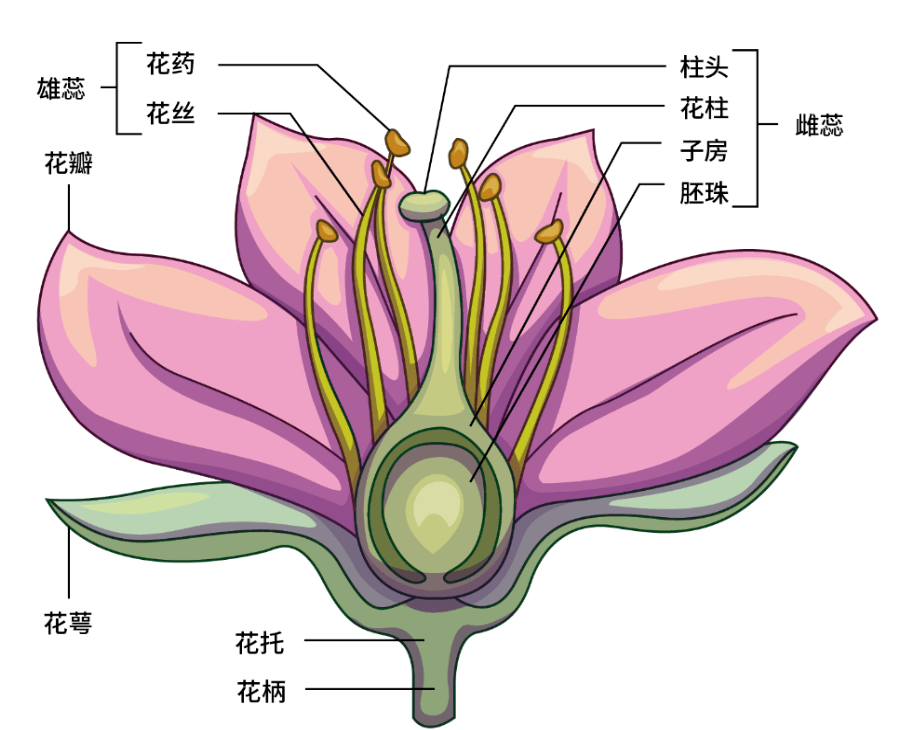 花结构示意图通过对拟南芥基因的研究,科学家发现,花的发育主要是由