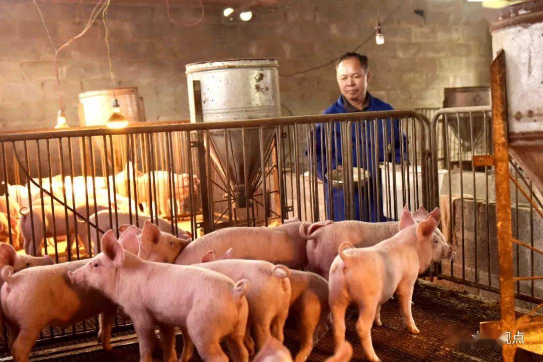 推行养殖革命落实扶持政策大化为生猪恢复生产配上加速器