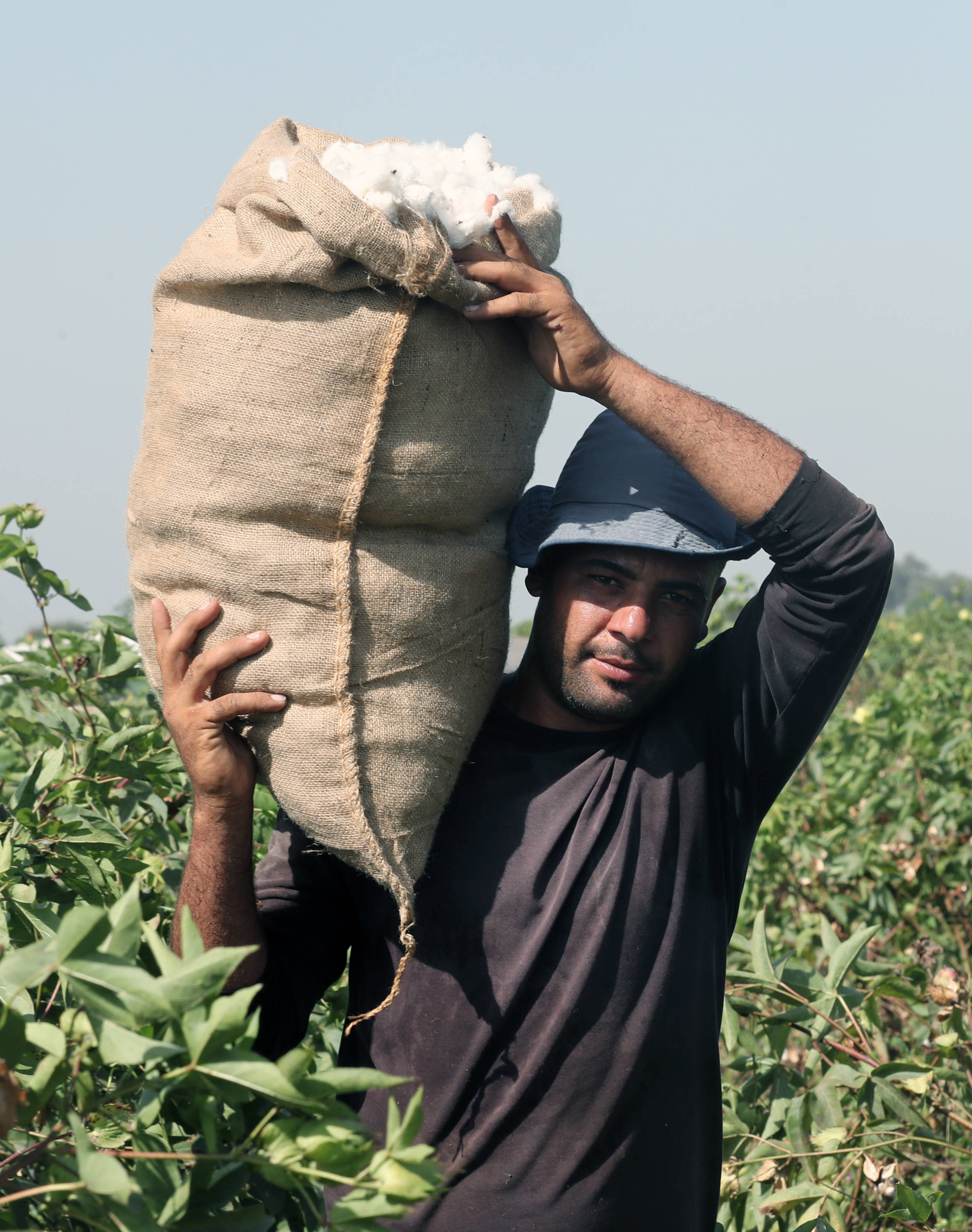埃及收获棉花
