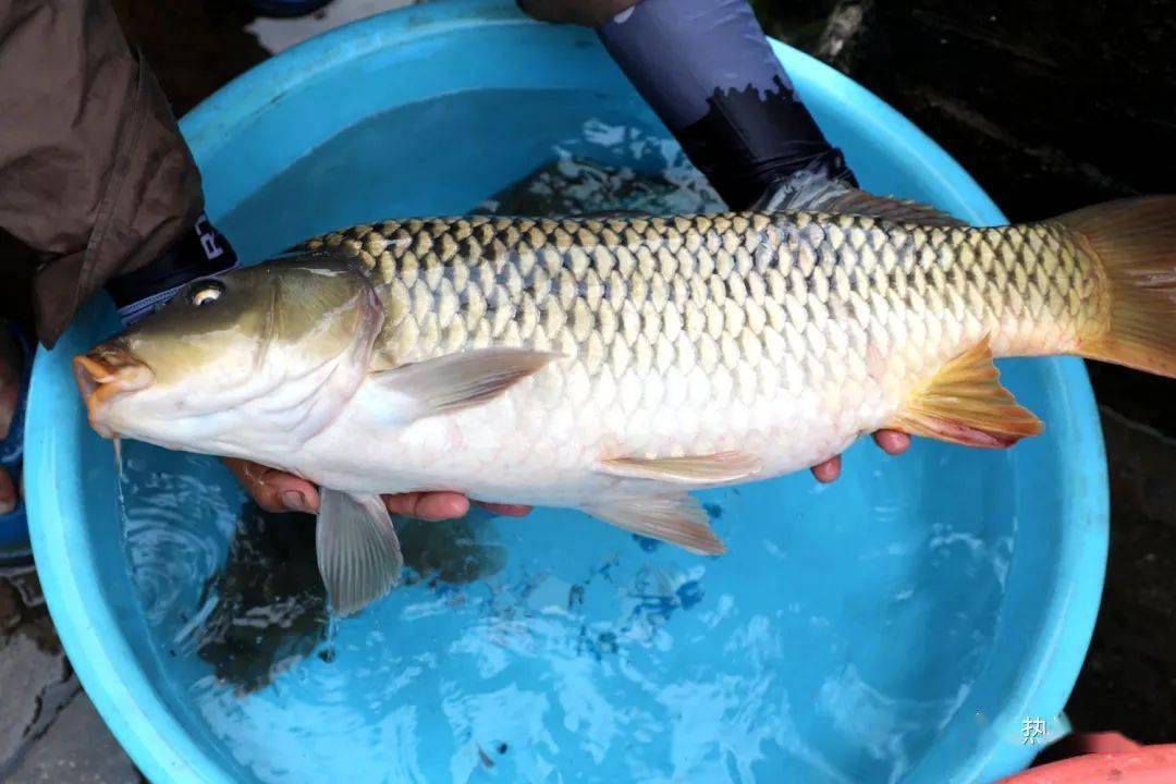 元江特有珍稀土著鱼元江鲤跃出元江游向全国