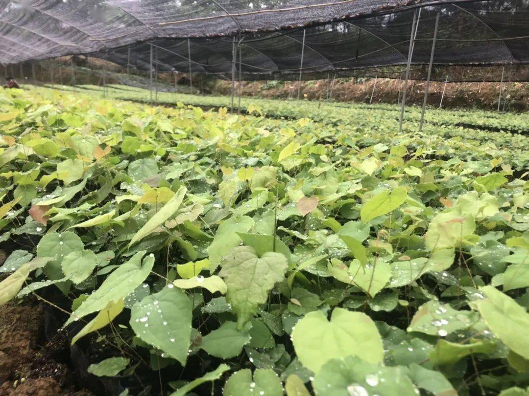 建成全国最大川佛手标准化种植基地和全国最大柔毛淫羊藿采种育苗示范