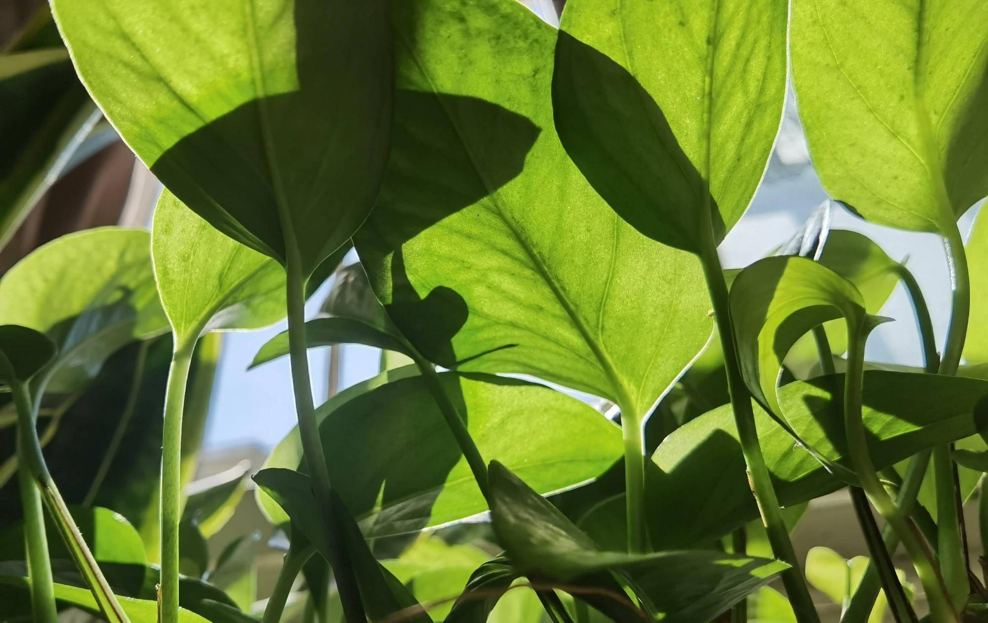 养绿萝要注意的一个细节新叶新枝更多爬藤一大片