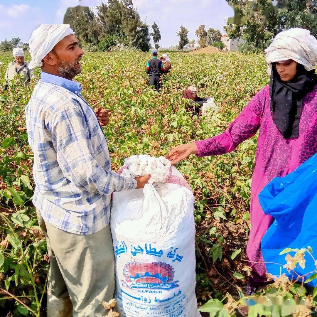 还要投入到收益更高的经济作物上对于农业为主的国家埃及虽然是农业大