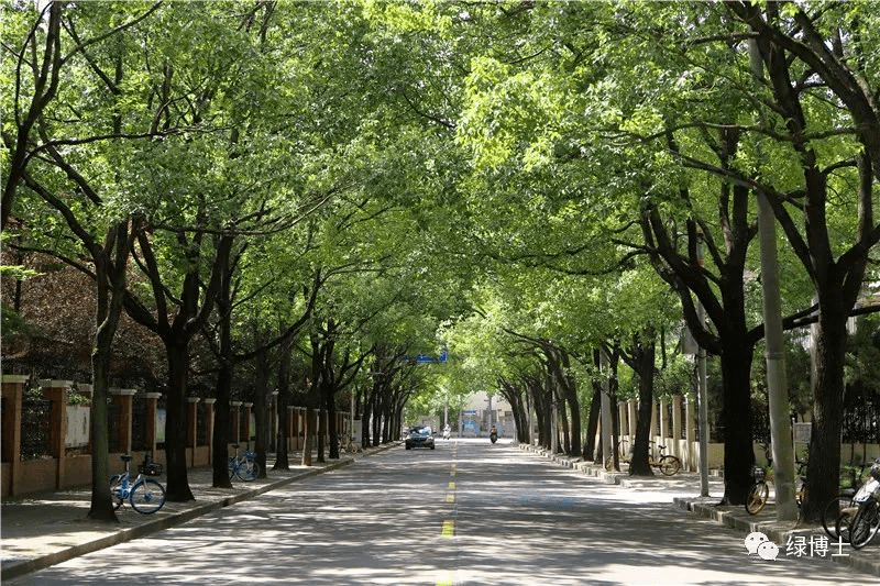 考考你咱上海的行道树为什么选择这些品种