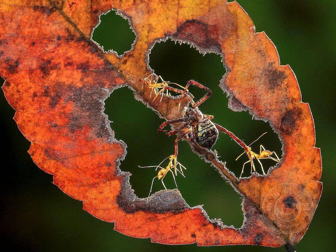 摄影|获奖公布丨2021第十届台中国际摄影艺术展作品（自然组）