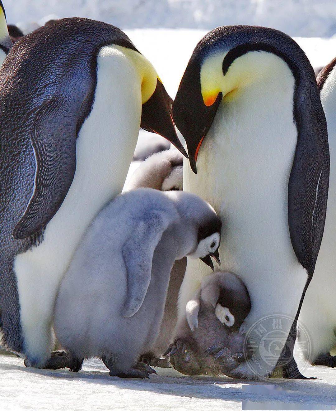 摄影|获奖公布丨2021第十届台中国际摄影艺术展作品（自然组）