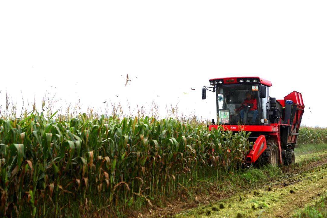 联合收割机正在收割甜糯玉米.