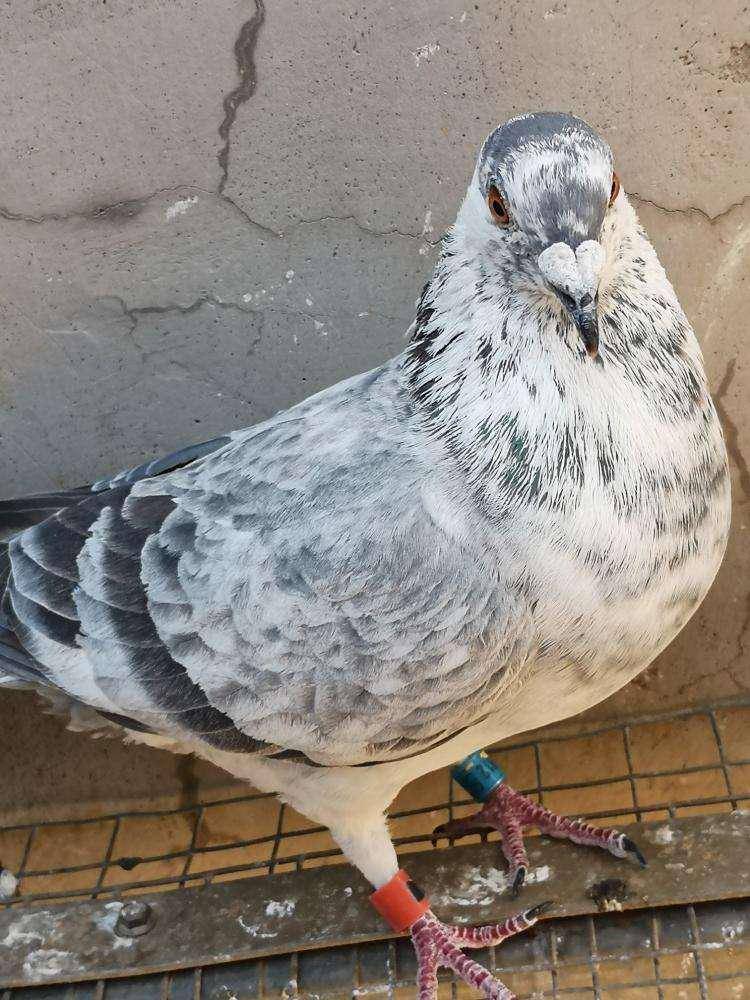 麒麟花信鸽也可自成一系_鸽子