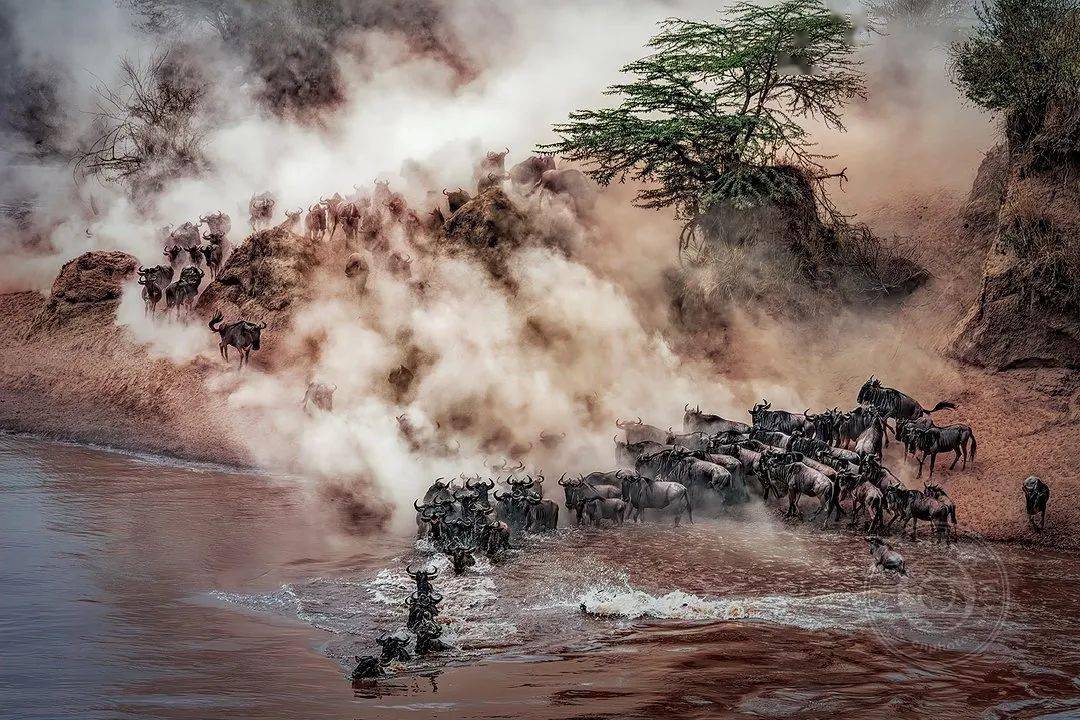 摄影|获奖公布丨2021第十届台中国际摄影艺术展作品（自然组）