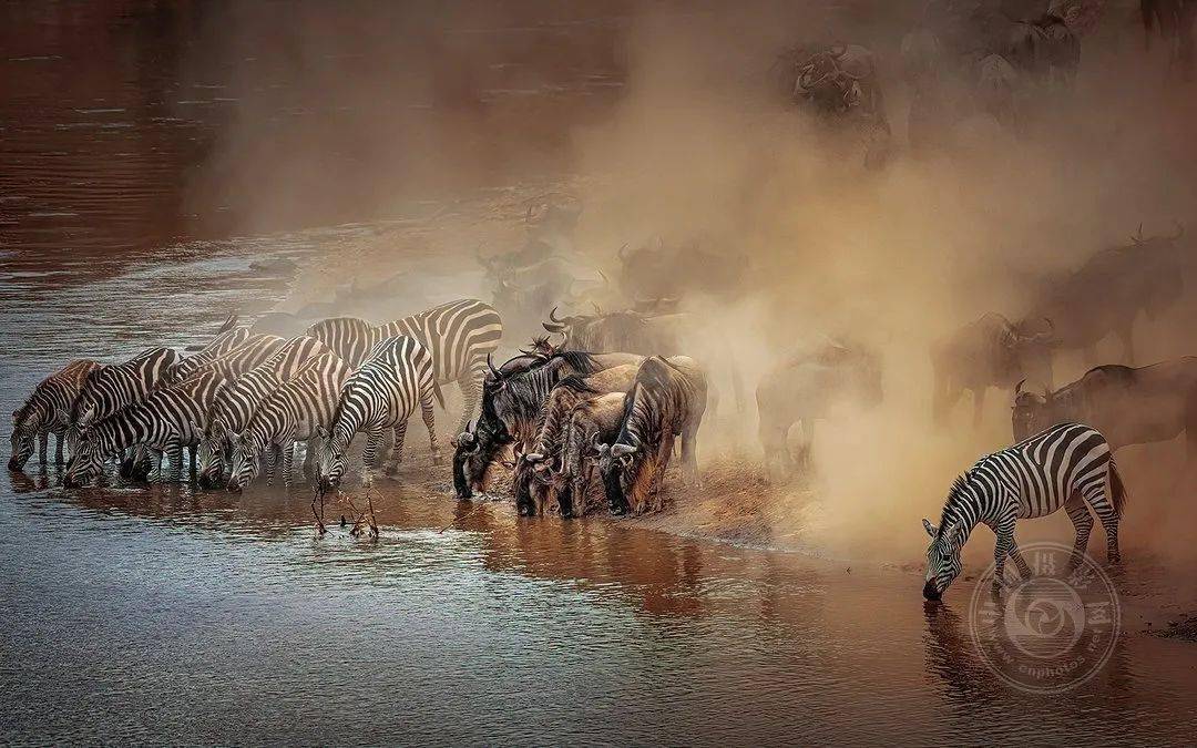 摄影|获奖公布丨2021第十届台中国际摄影艺术展作品（自然组）