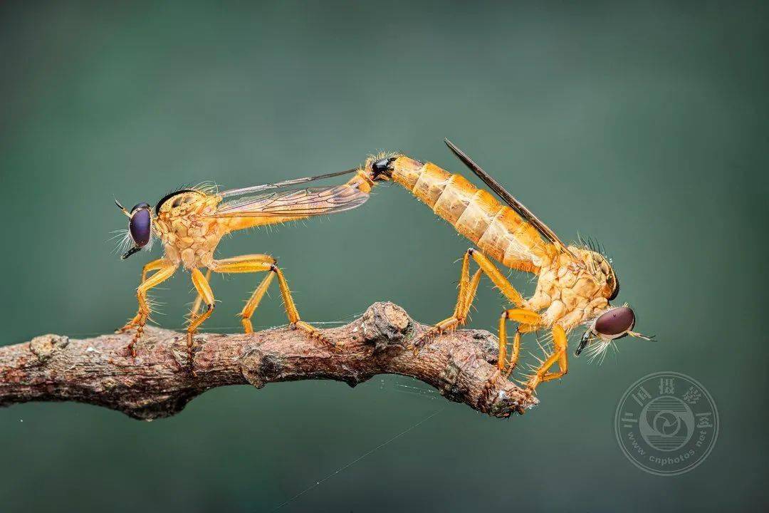 摄影|获奖公布丨2021第十届台中国际摄影艺术展作品（自然组）