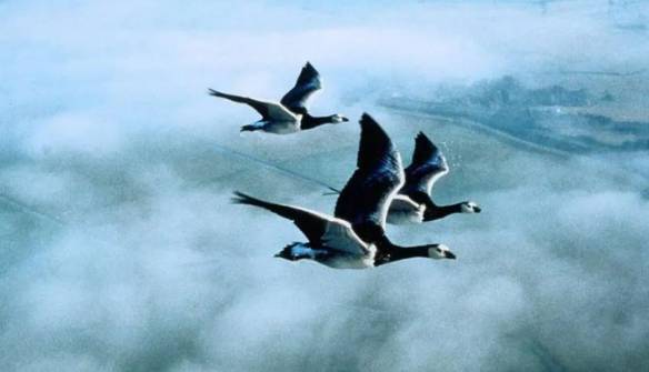 天空中自由自在的精灵！盘点10部高评价鸟类纪录片