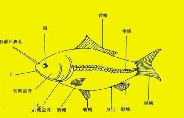 看图识别淡水鱼种类大全