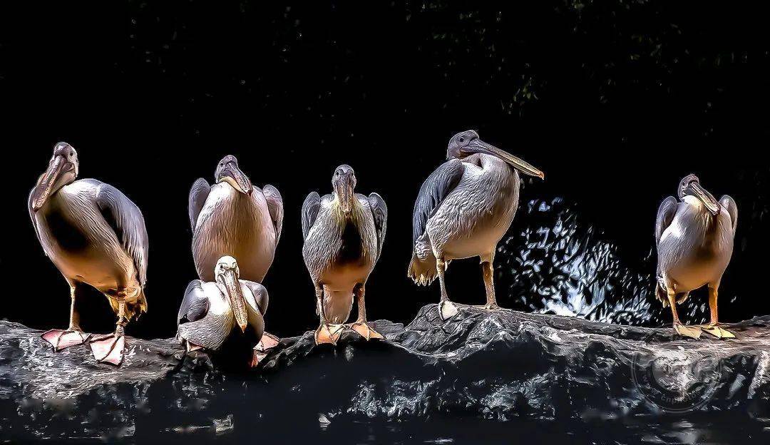 摄影|获奖公布丨2021第十届台中国际摄影艺术展作品（自然组）