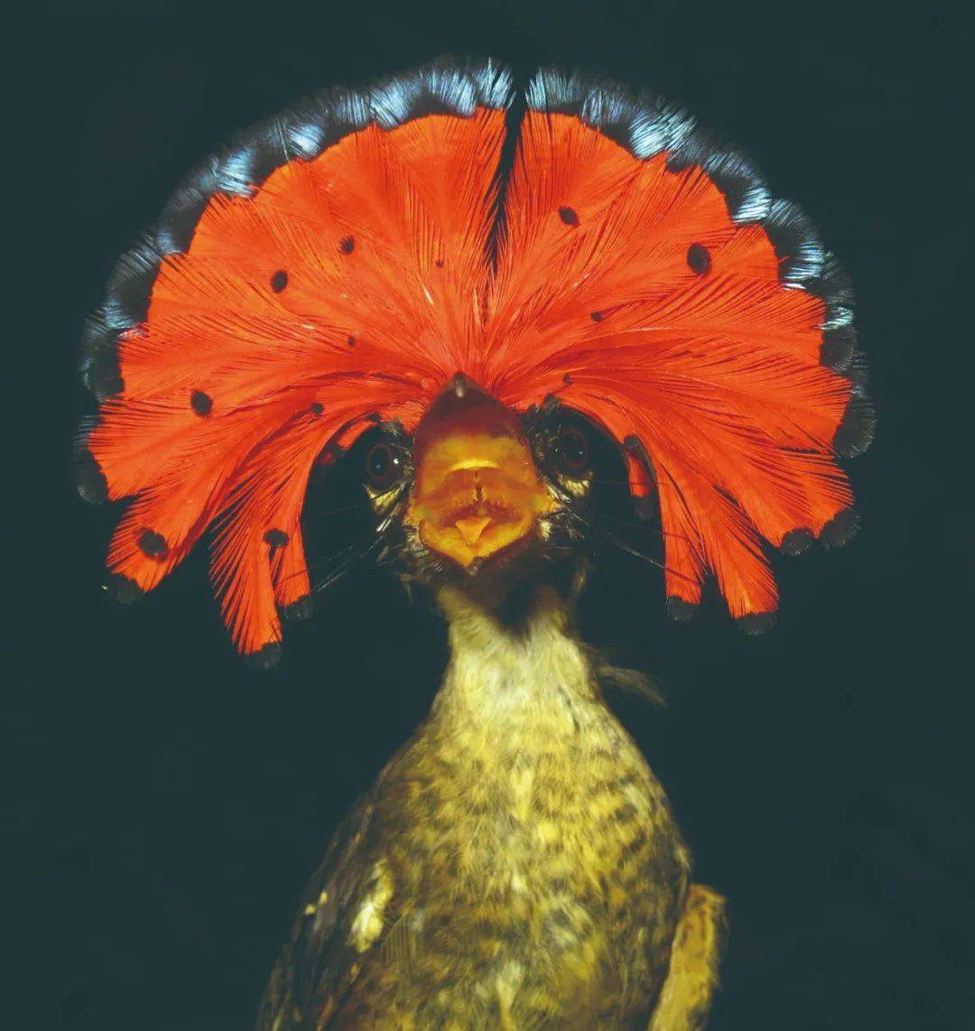 头戴华冠鸟中美人