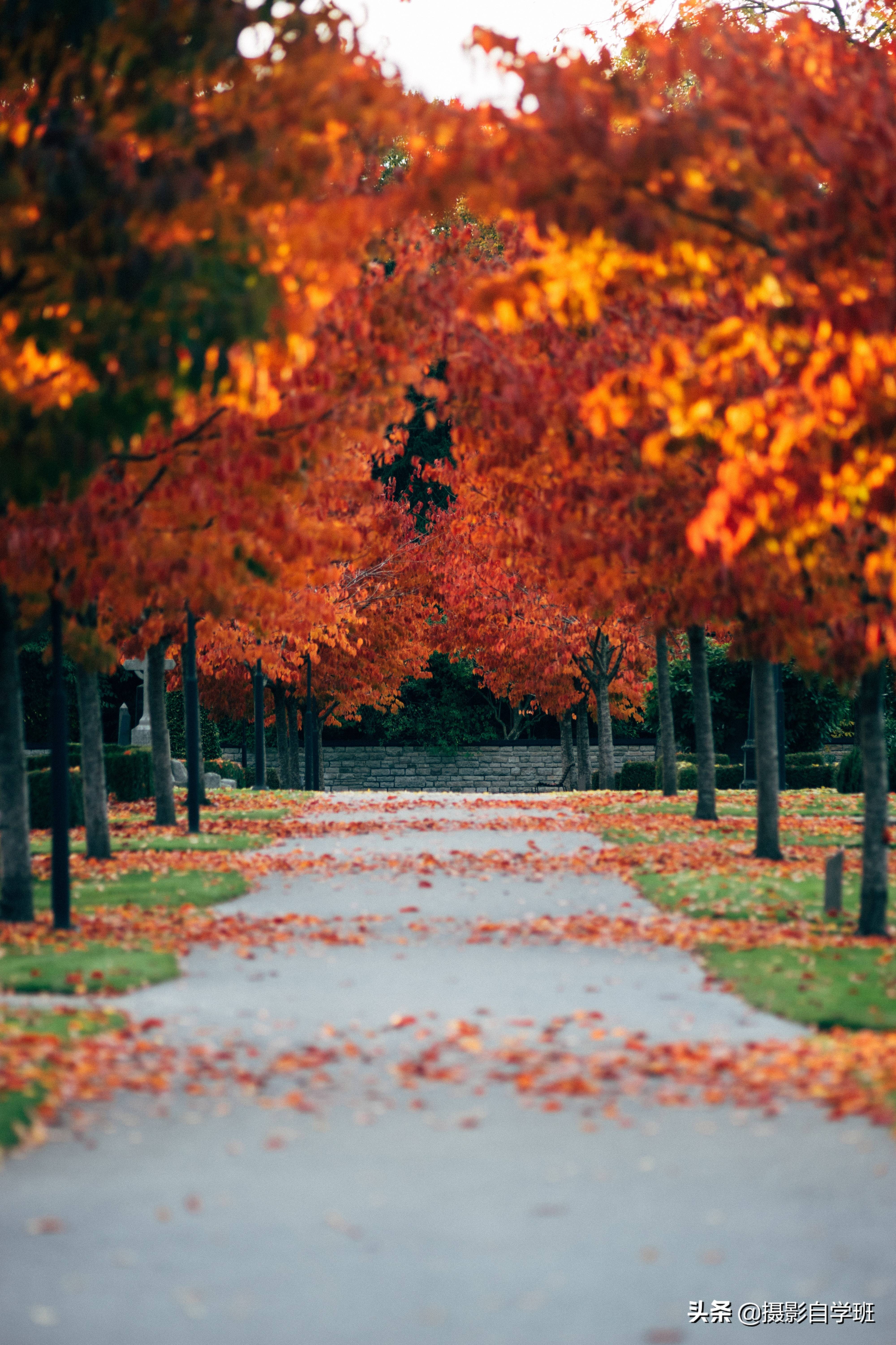 点评5张秋景照片累积拍摄经验帮助我们扬长避短