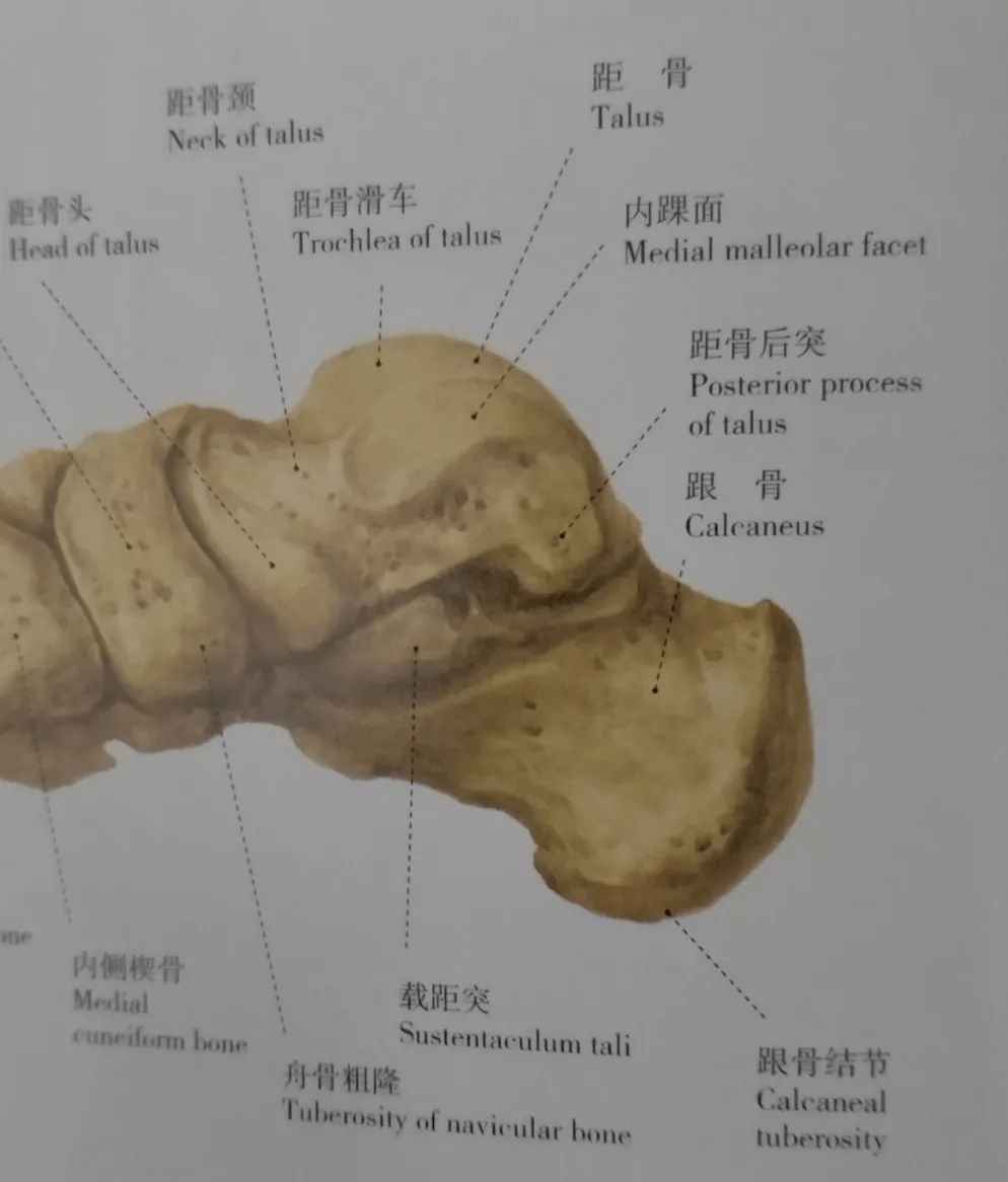 跟骨上下面解剖距下关节运动状态足部侧面观讲解之前