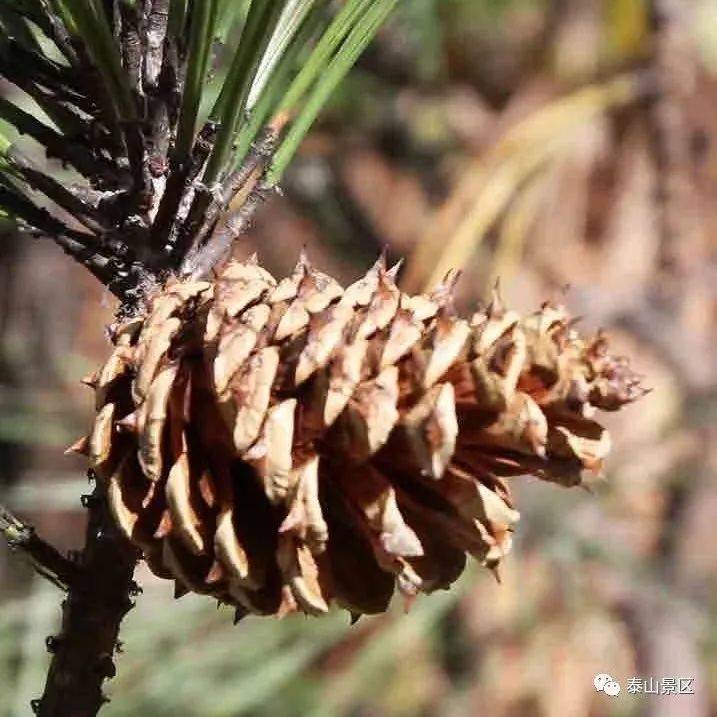 【泰山木本植物科普】——火炬松_cm