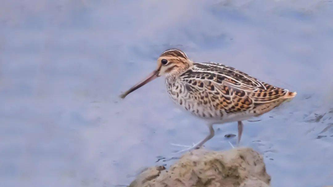 山西鸟类图鉴大沙锥