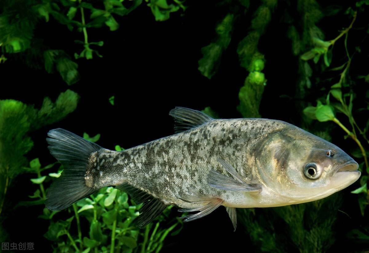 堪称南方鱼库万绿湖保水60年鲢鳙才是净水密码