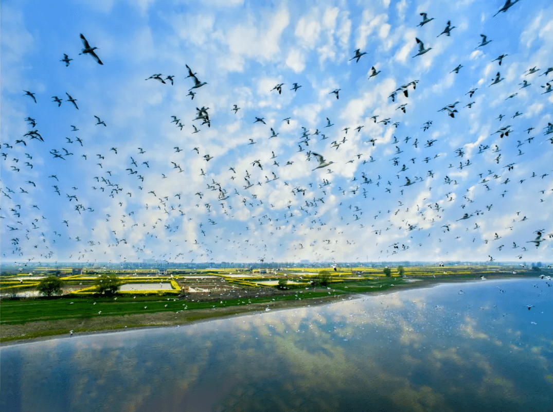 2020-2021年越冬期間,洞庭湖越冬水鳥超過28萬隻,比上年度同期增長了