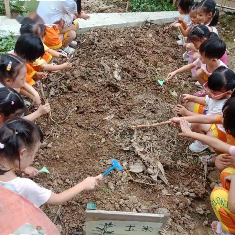 雅正幼活动金秋9月播种希望记雅正幼儿园中班级秋季种植体验活动