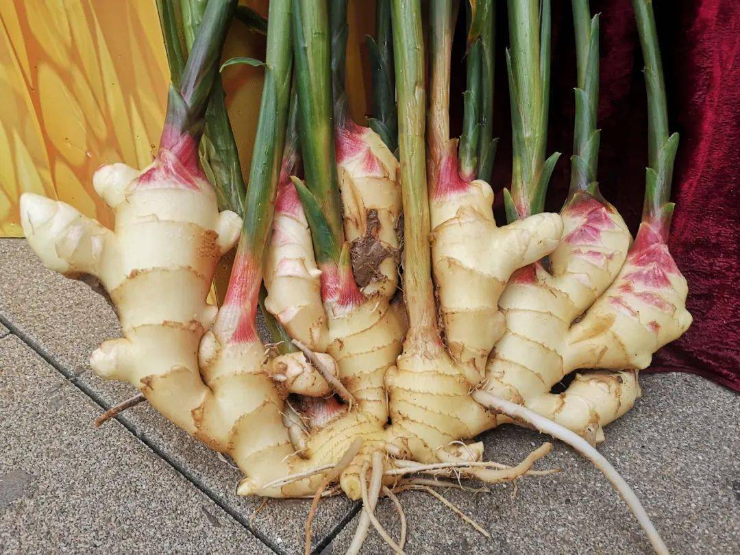 你是否见过秋分时节莱芜的生姜它长啥样