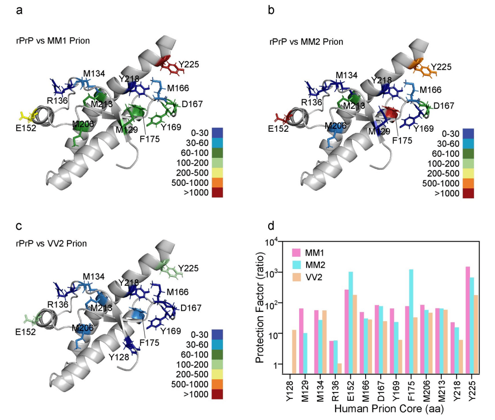 這項研究通過解析人類朊病毒株的結構特徵表明,表面結構域的細微變化