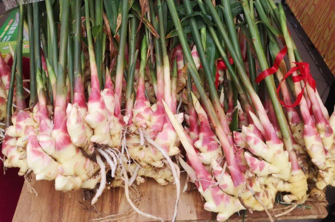 这是姜苗不是竹胜过竹这是卖姜翁捧回的荣誉这份荣誉属于所有的姜农!