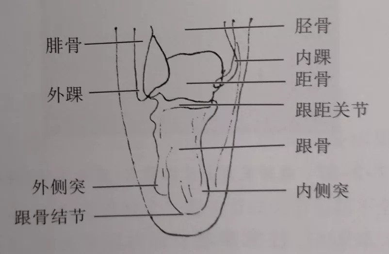 上面观跟骨侧面观跟骨上下面解剖距下关节运动状态足部侧面观讲解之前
