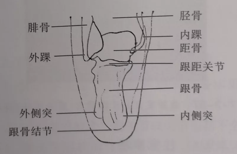 脚跟骨图片 结构图图片