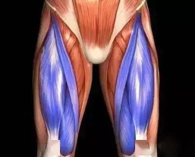 大腿正面的股四头肌 肌肉包括大腿上的股四头肌、臀大肌、大腿后肌、小腿上的比目鱼肌和腓肠肌、双臂的二头肌和三头肌等，带大家一起去看看！▲蓝色标注处就是股四头肌的位置臀大肌（位于臀部） ▲红色处是臀大肌的位置大腿后肌（位于大腿背侧）