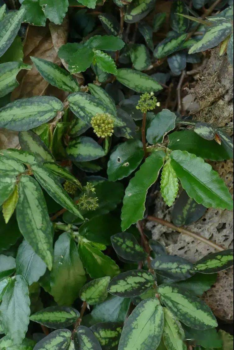 【你好!大自然】第205期:吐烟花