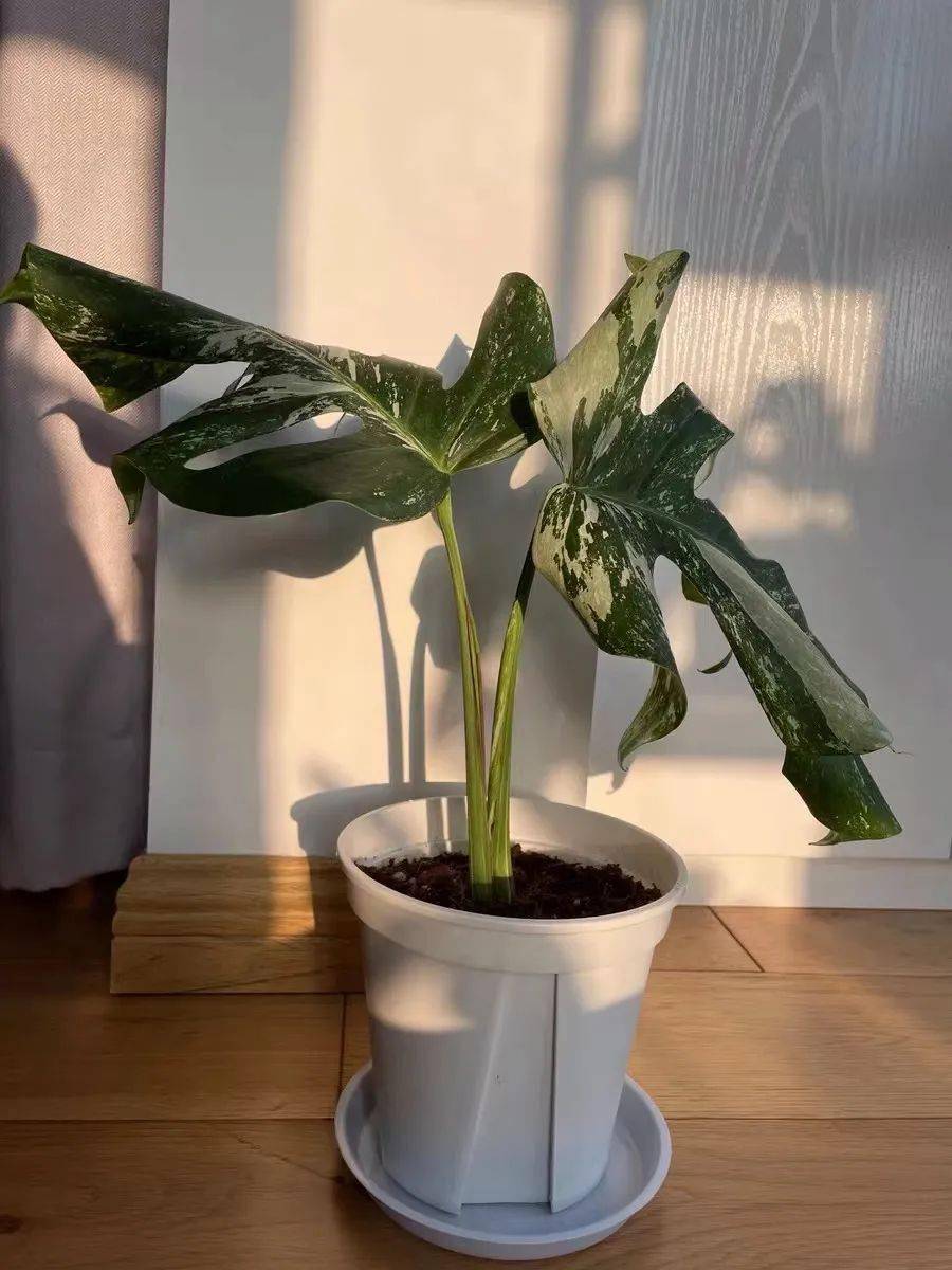 龟背竹怎么造型才好看图片 03ac03b900a94eadbbfa5724f16c3c4f.jpeg