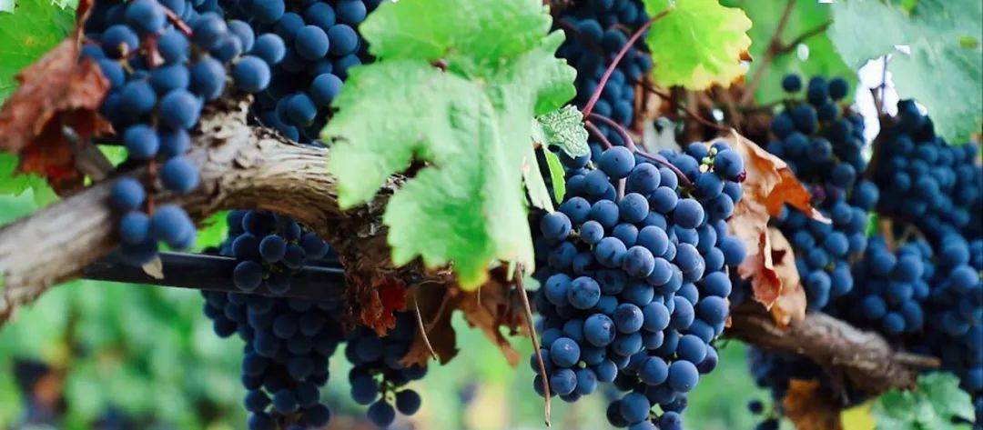 国际|全球瞩目！首届中国（宁夏）国际葡萄酒文化旅游博览会在银川开幕