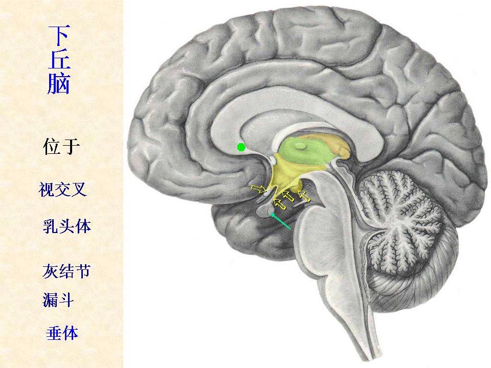 中樞神經系統解剖腦幹小腦及間腦